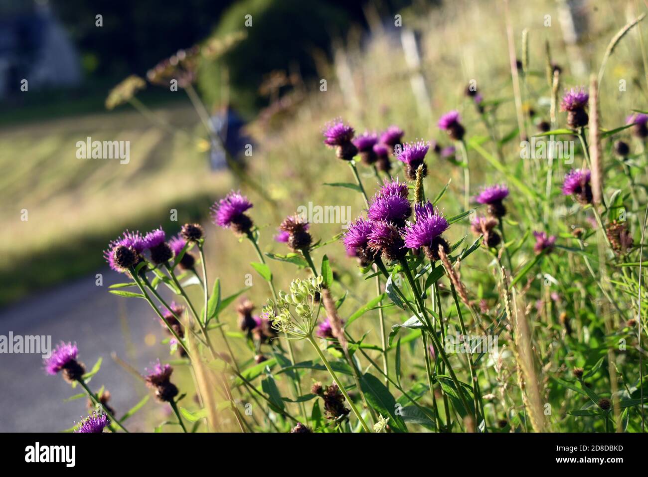 Flowers by the side of the road in a Scottish glen in summer Stock Photo