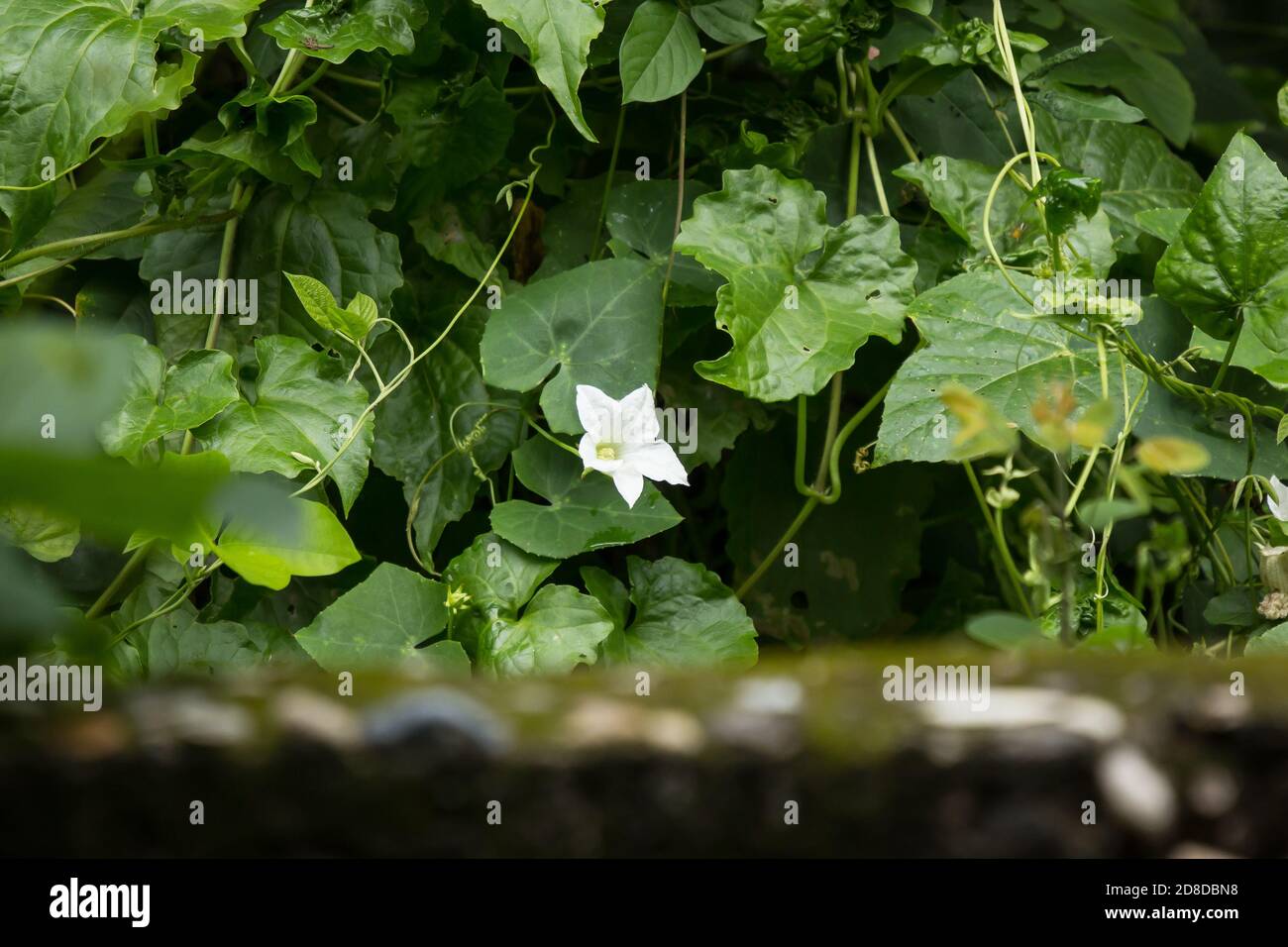 White Flower Ivy Gourd or Coccinia grandis Stock Photo - Alamy