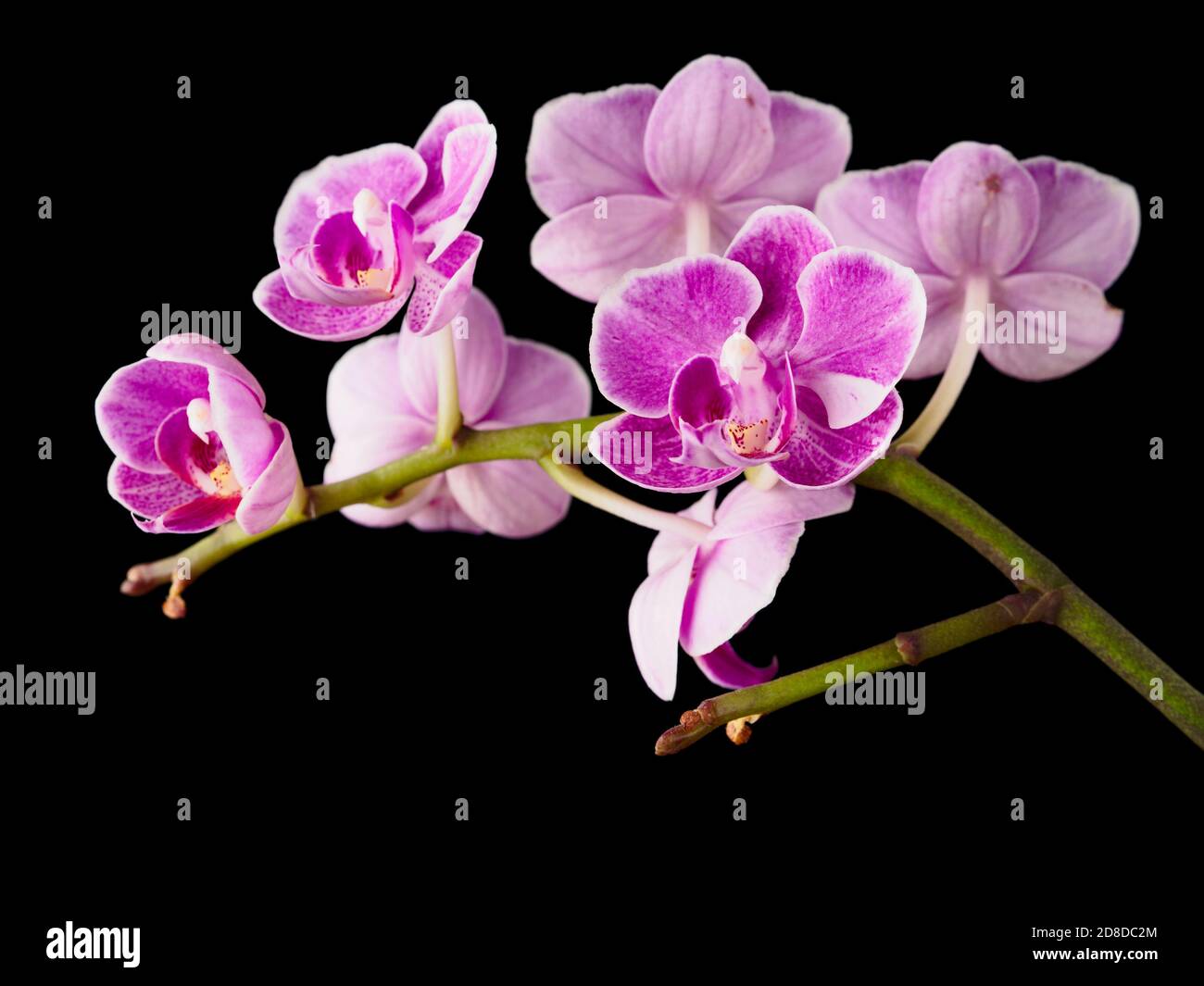 Blossom orchid branch isolated on black background, pink and purple flower Stock Photo