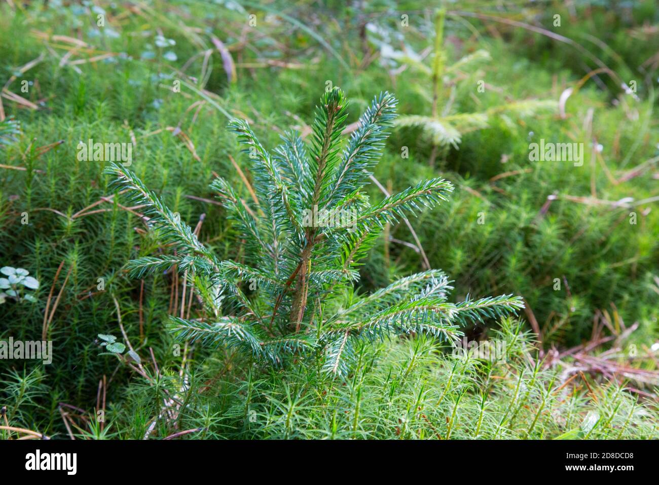 Small young green spruce pine tree plant needle stump forest woods moss. A fir tree grows for Christmas. Stock Photo
