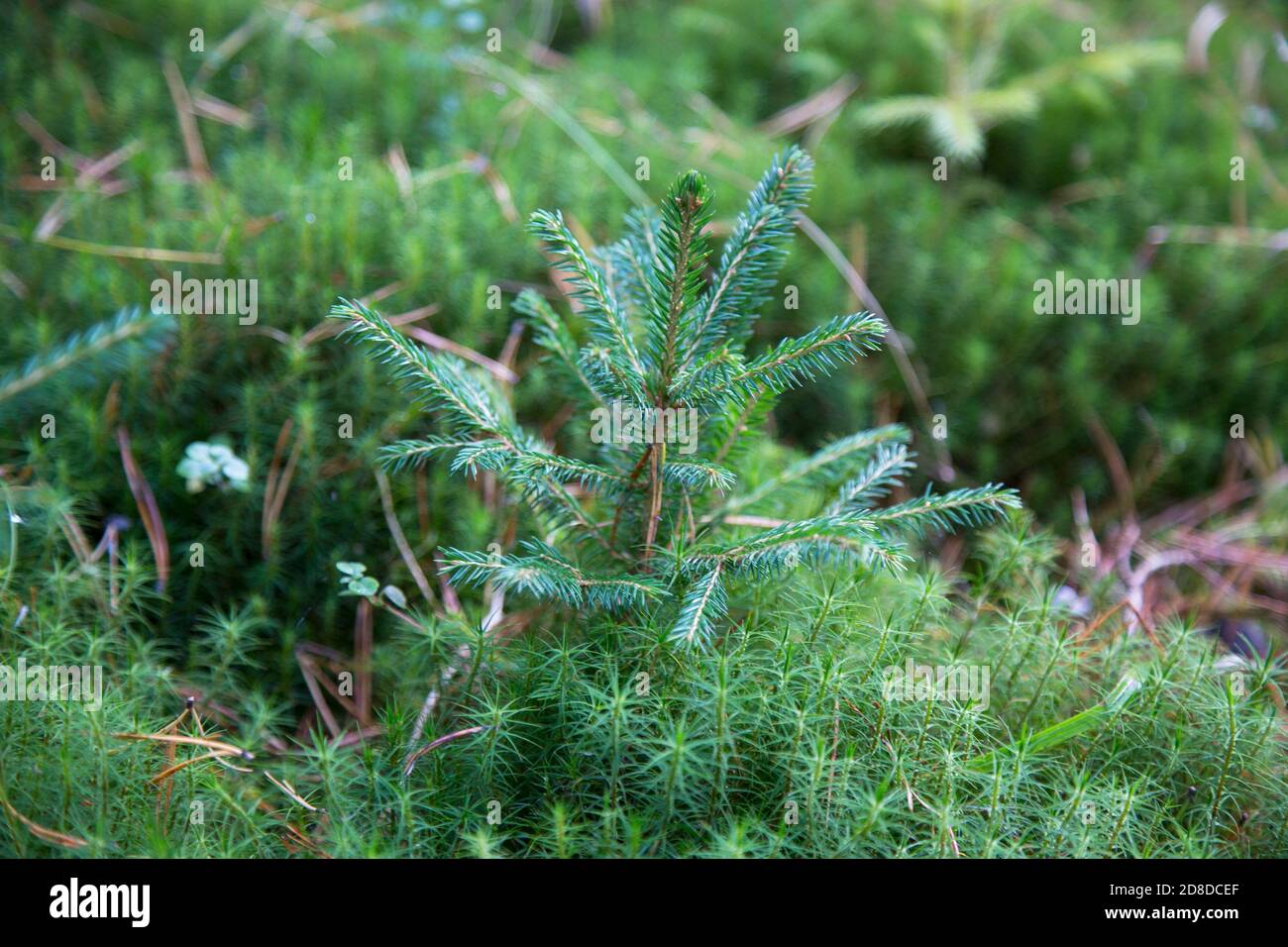 Small young green spruce pine tree plant needle stump forest woods moss. A fir tree grows for Christmas. Stock Photo