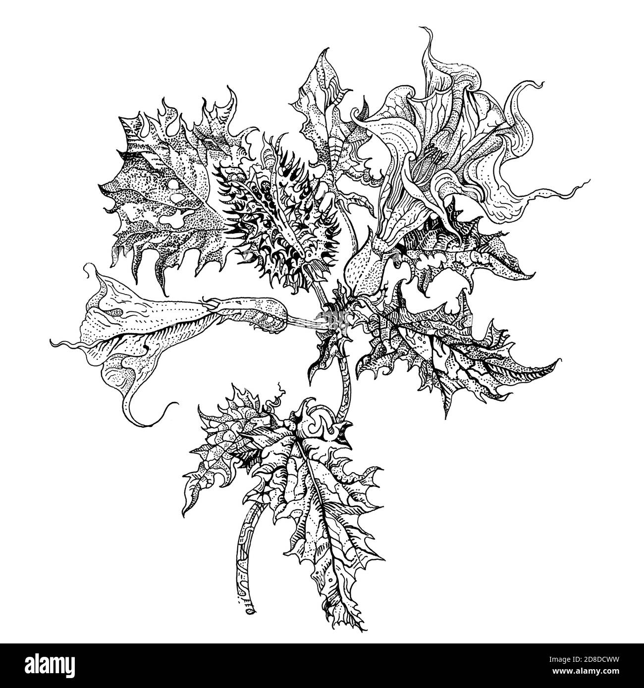 Thorn apple Black and White Stock Photos & Images - Alamy