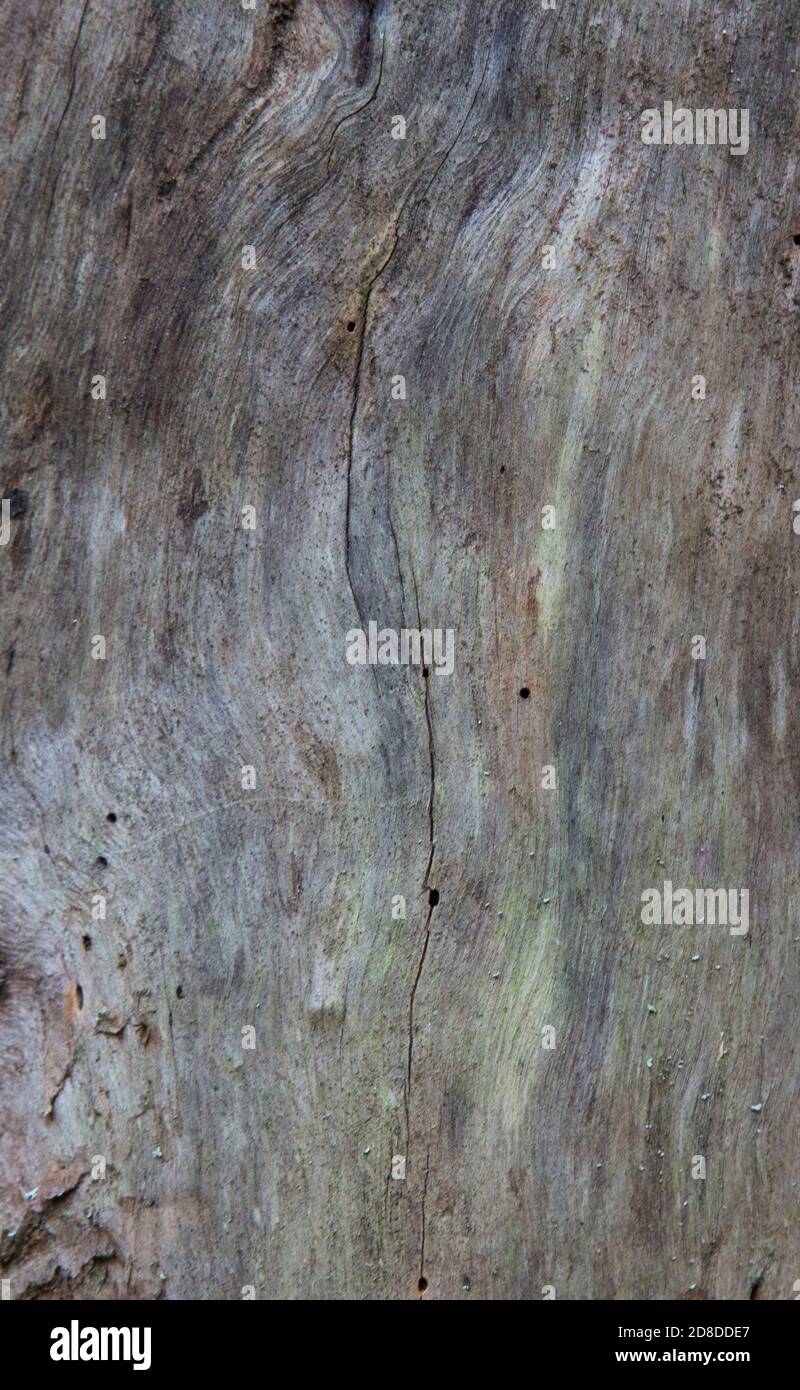 texture of bark wood use as natural background. texture of spruce Stock ...