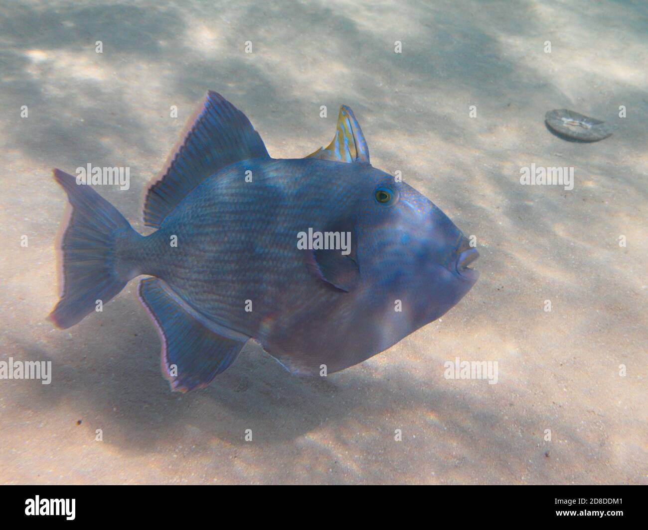 Blue triggerfish tropical wish swimming in the sea underwater Stock Photo