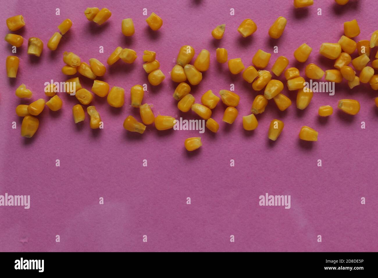 food background bright yellow sugar grain corn at the edges of the top right or from bottom to top on a red rose fuchsia background, copy space Stock Photo