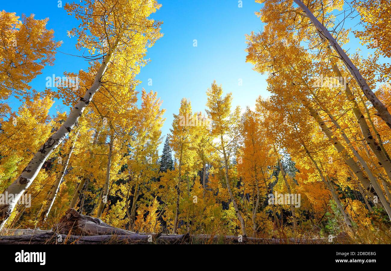 Kaleidoscopic view of Aspen tree Autumn colors Stock Photo