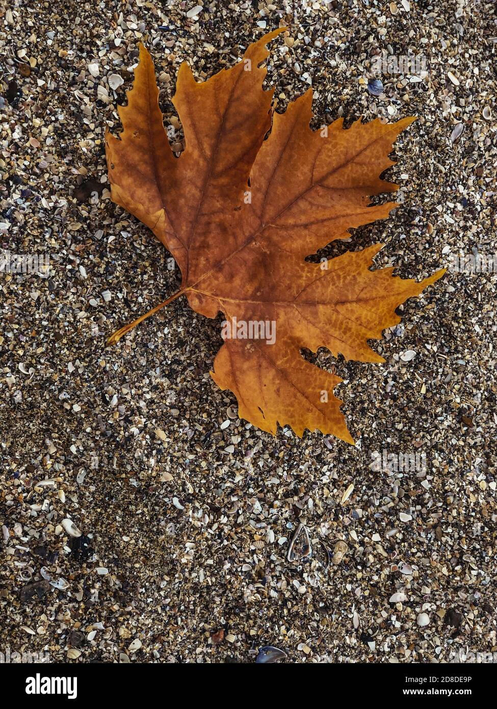 Brown fallen leaf lying on beach sand in the autumn season with blurred ...