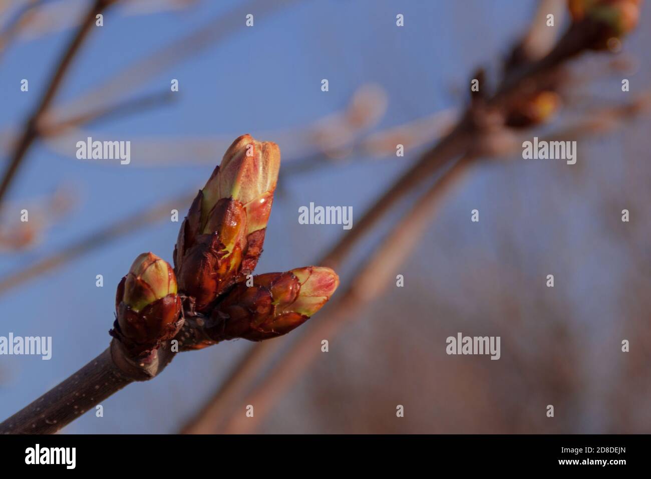Tree Branches Spring Spring tree branches hi-res stock photography and images - Alamy