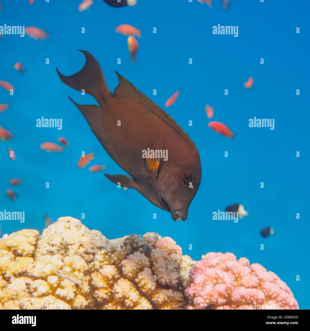 Striated surgeonfish tropical fish (Ctenochaetus striatus) eating colorful corals, selective focus Stock Photo