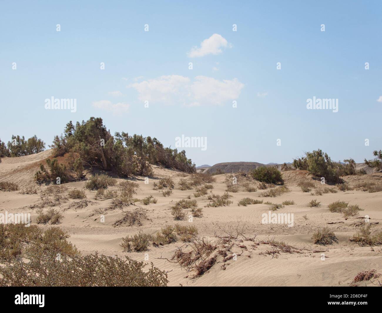 Coastal sand desert in Egypt with bush plants Stock Photo Alamy