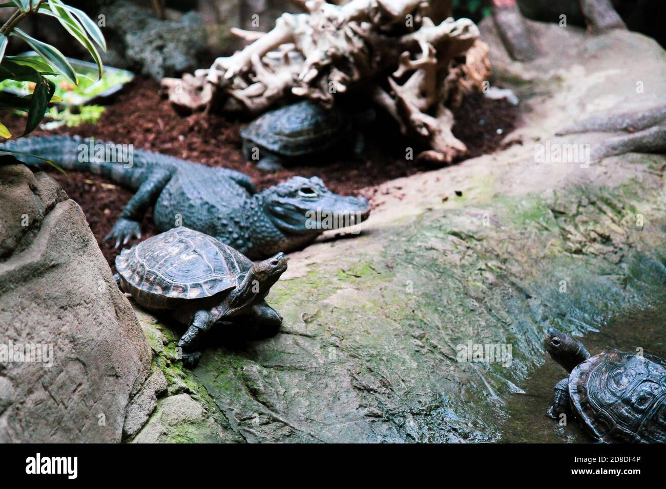 Crocodile and turtle in the zoo Stock Photo