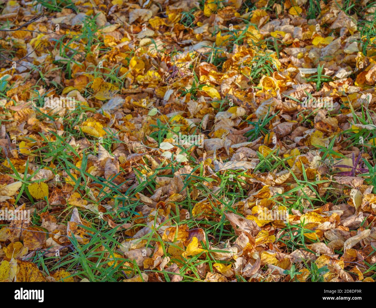 Dead yellow leaves on the green grass, golden autumn background, selective focus, shallow depth of field Stock Photo