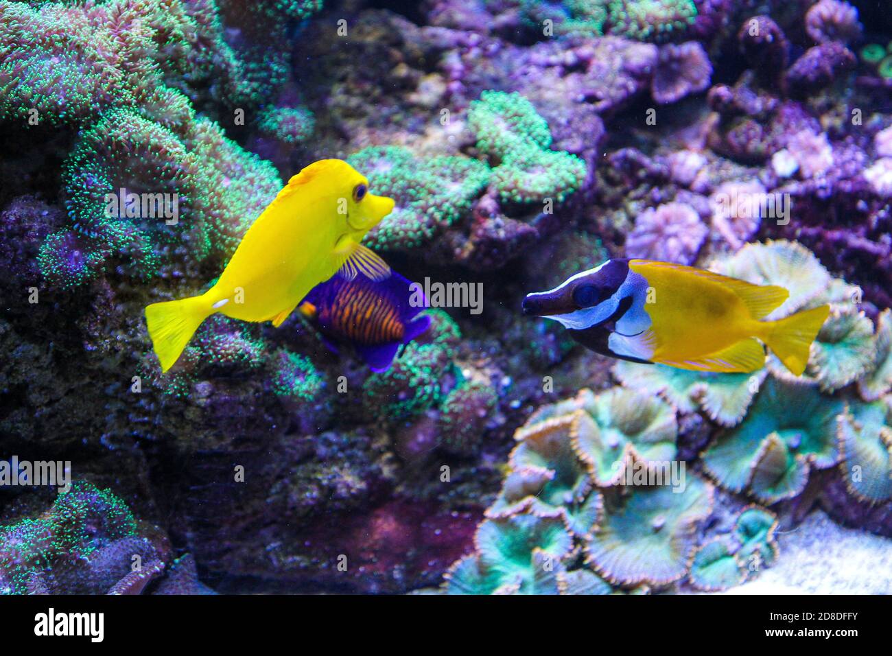 Yellow ornamental fish in a fish tank Stock Photo