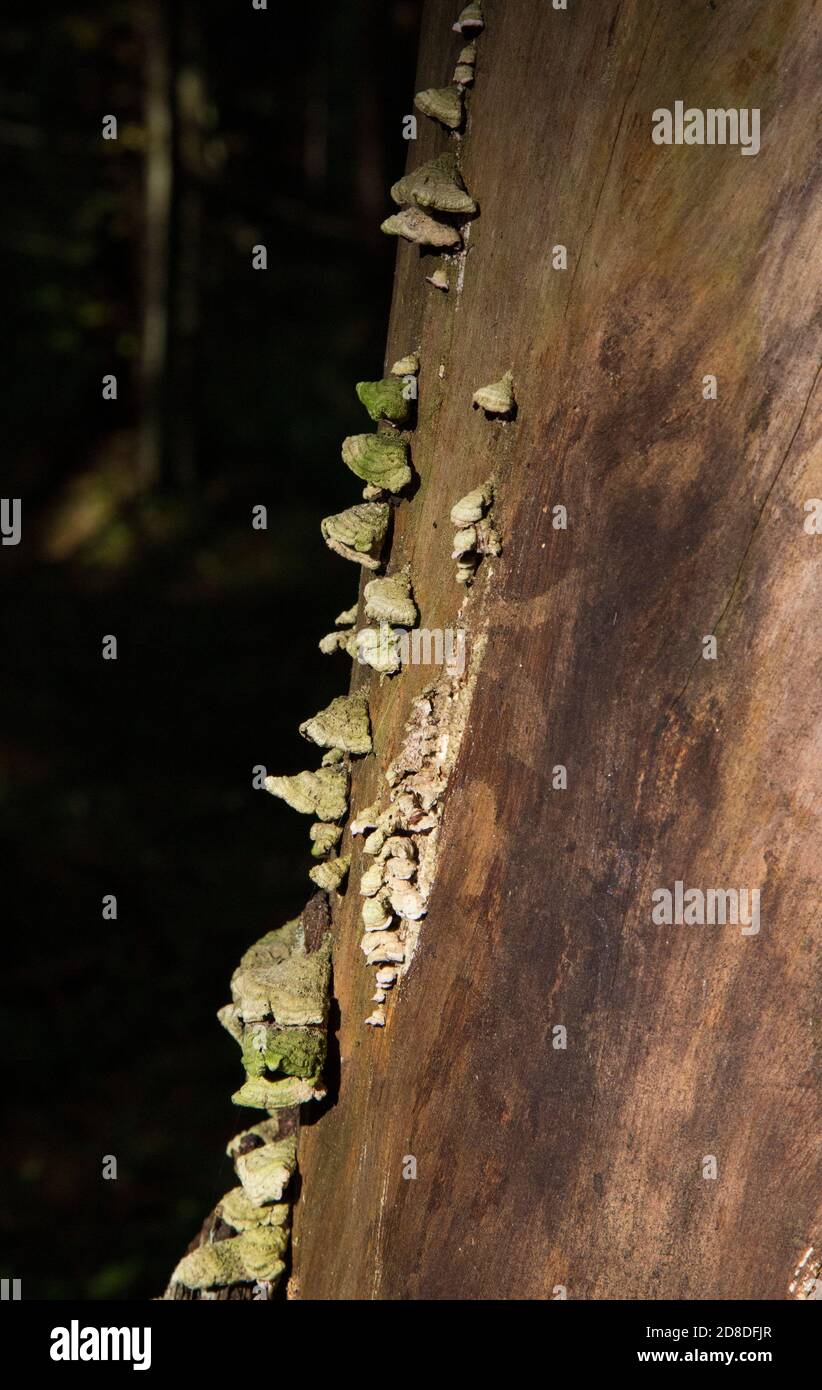 Mushroom Polyporus squamosus, growing on a tree. Polyporaceae. Stock Photo