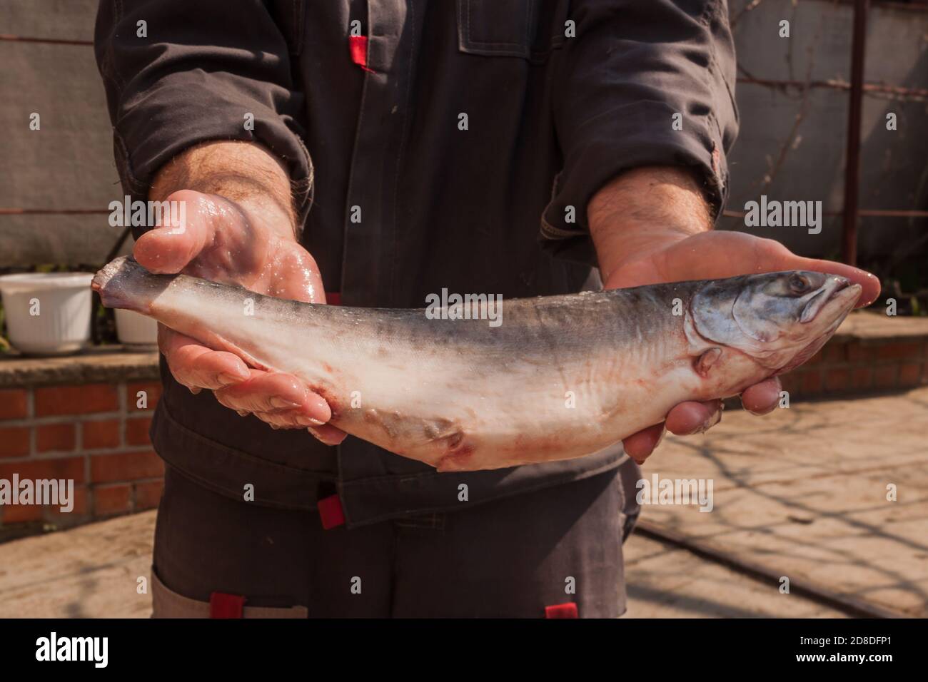 Northern fisherman shows caught pink salmon fish. Folk fishing of the