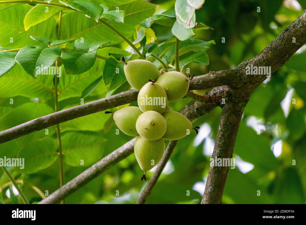 Green young fruits of a walnut in a green shell on a tree. Stock Photo