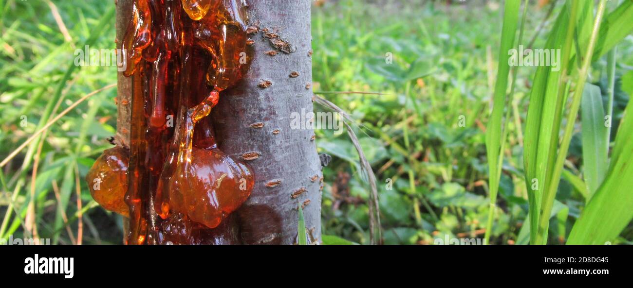 picture Red Tree Sap alamy
