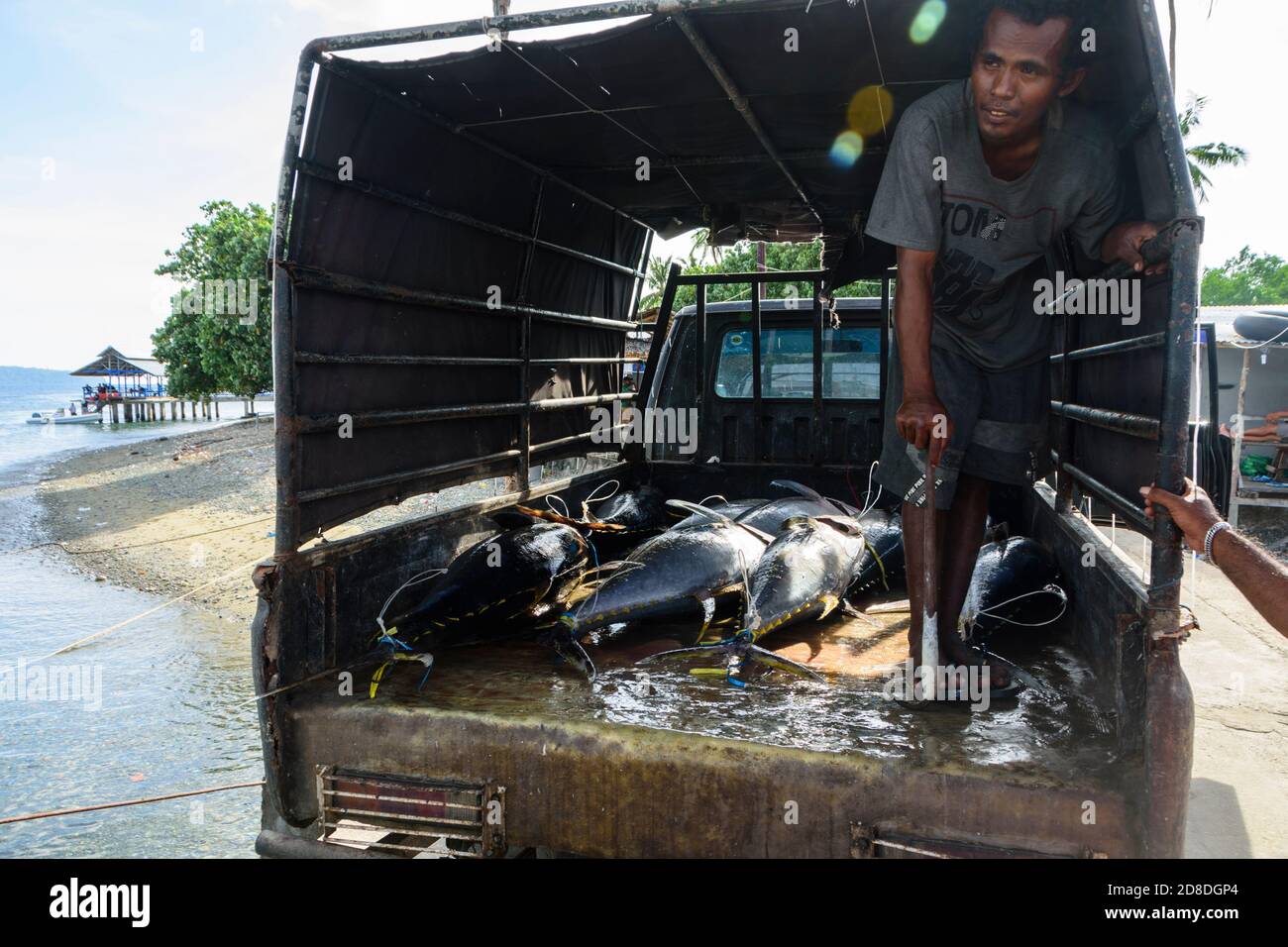 Tuna fish loaded into a truck. Ambon, South Moluccas, Indonesia. Stock Photo