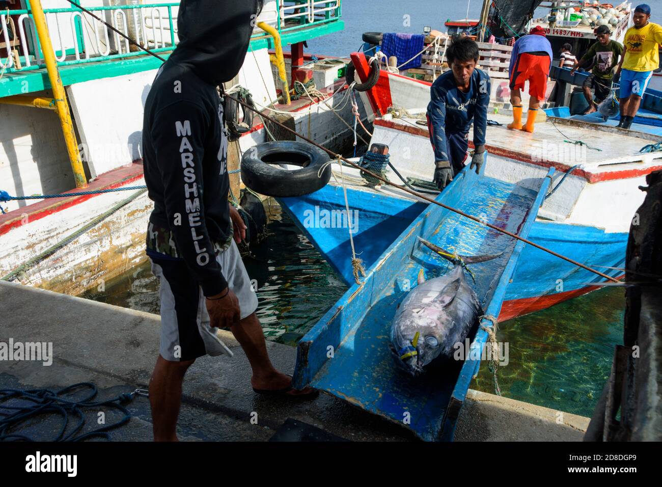 Fishermen landing tuna fish in Ambon, South Moluccas, Indonesia. Stock Photo