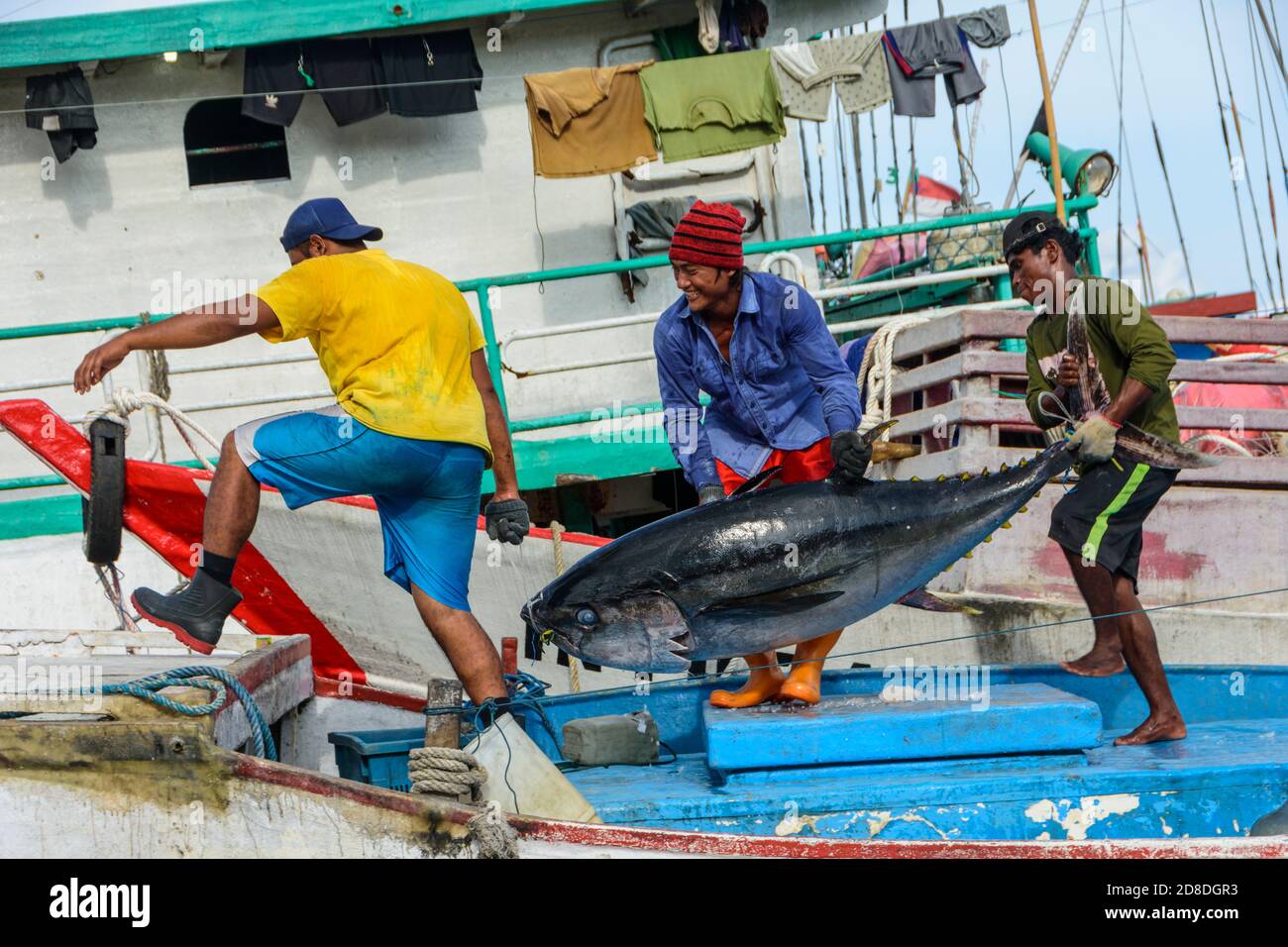 Fishermen landing tuna fish in Ambon, South Moluccas, Indonesia. Stock Photo