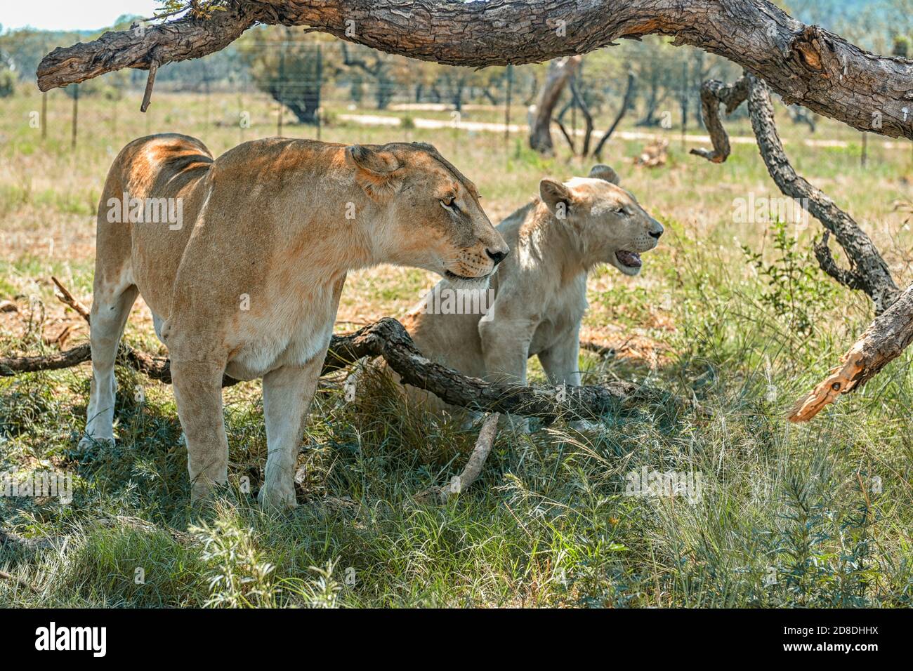 Lioness with her cub  at Lion & Safari Park, Johannesburg, South Africa Stock Photo