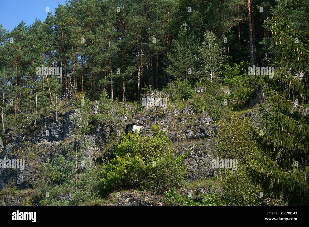 Beautiful shot pine forest hi-res stock photography and images - Alamy