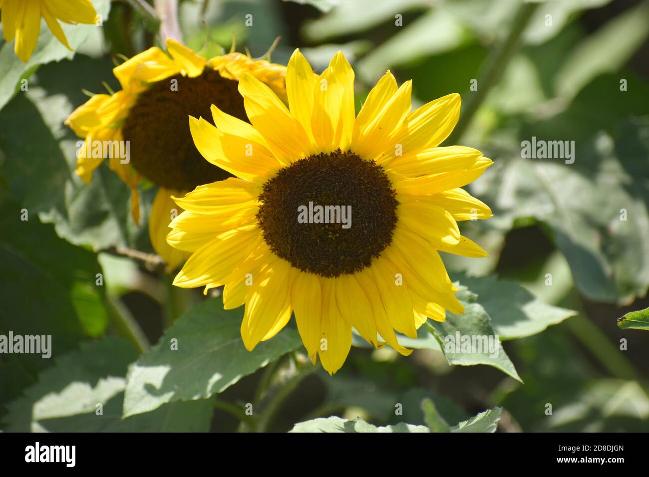 A sunflower in bloom Stock Photo Alamy