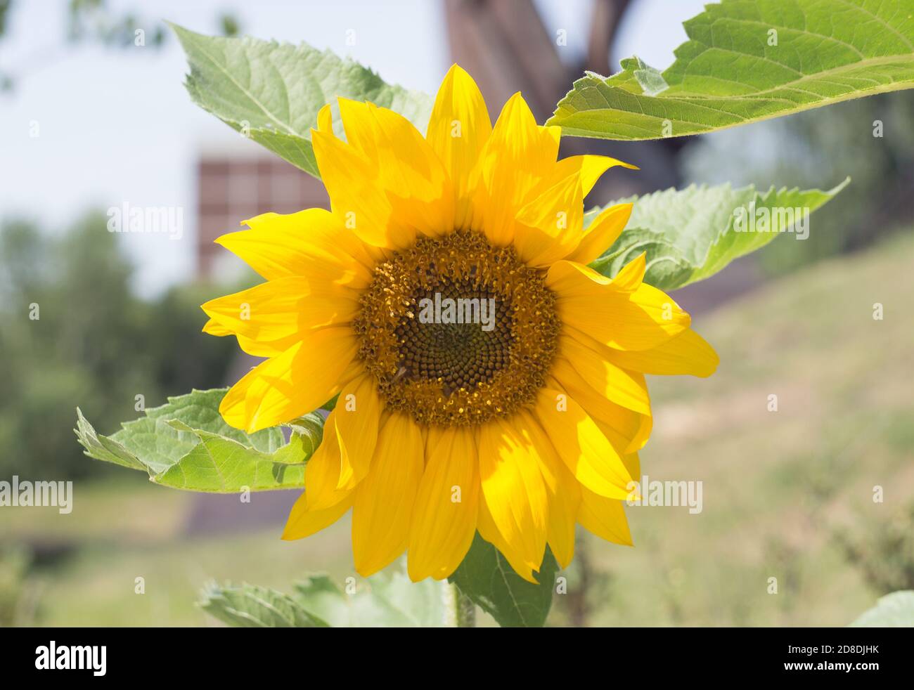 Sunflower plant in sunlight hires stock photography and images Alamy
