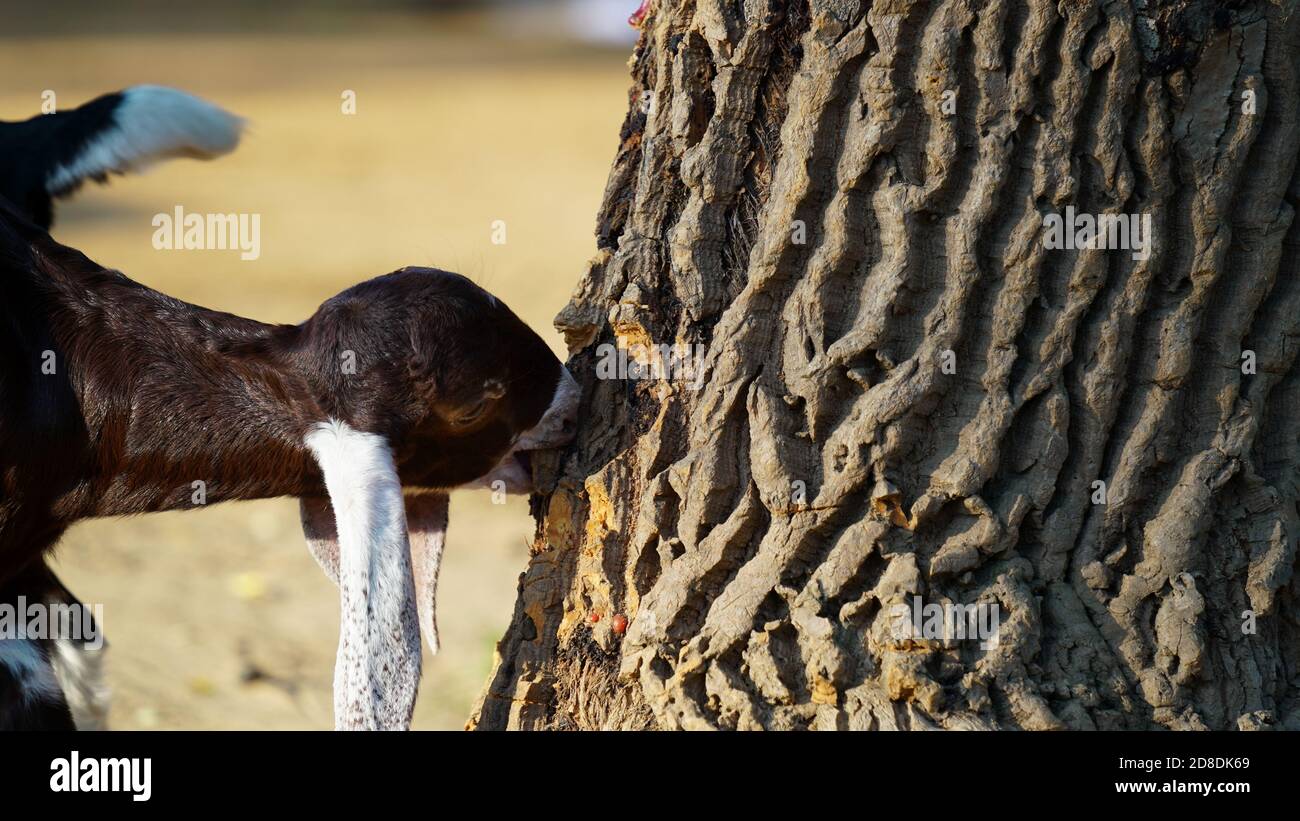 Goat kid, New born goat kid. Goat lings eating tree trunk. Stock Photo