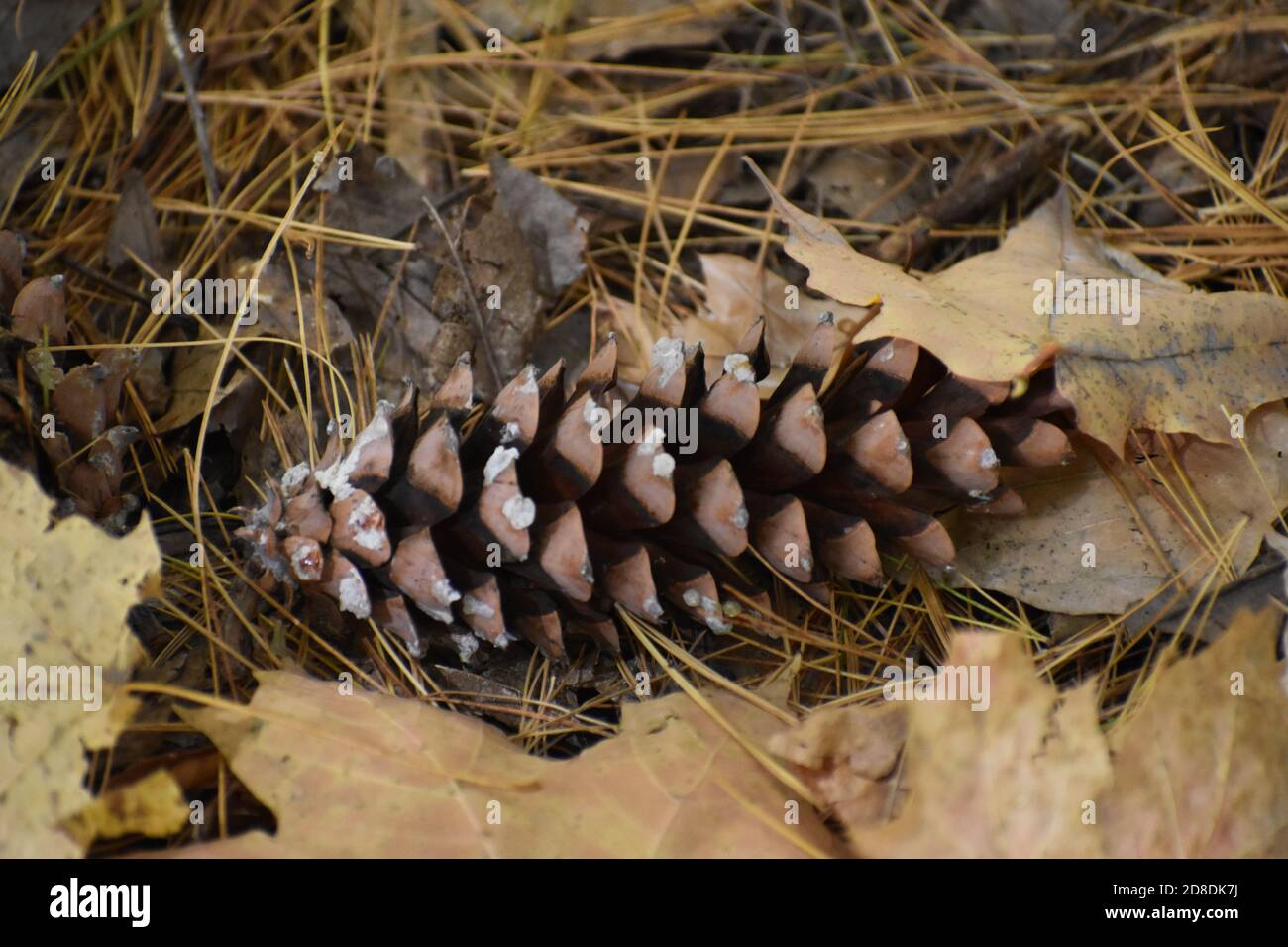 Closeup of a pine cone Stock Photo