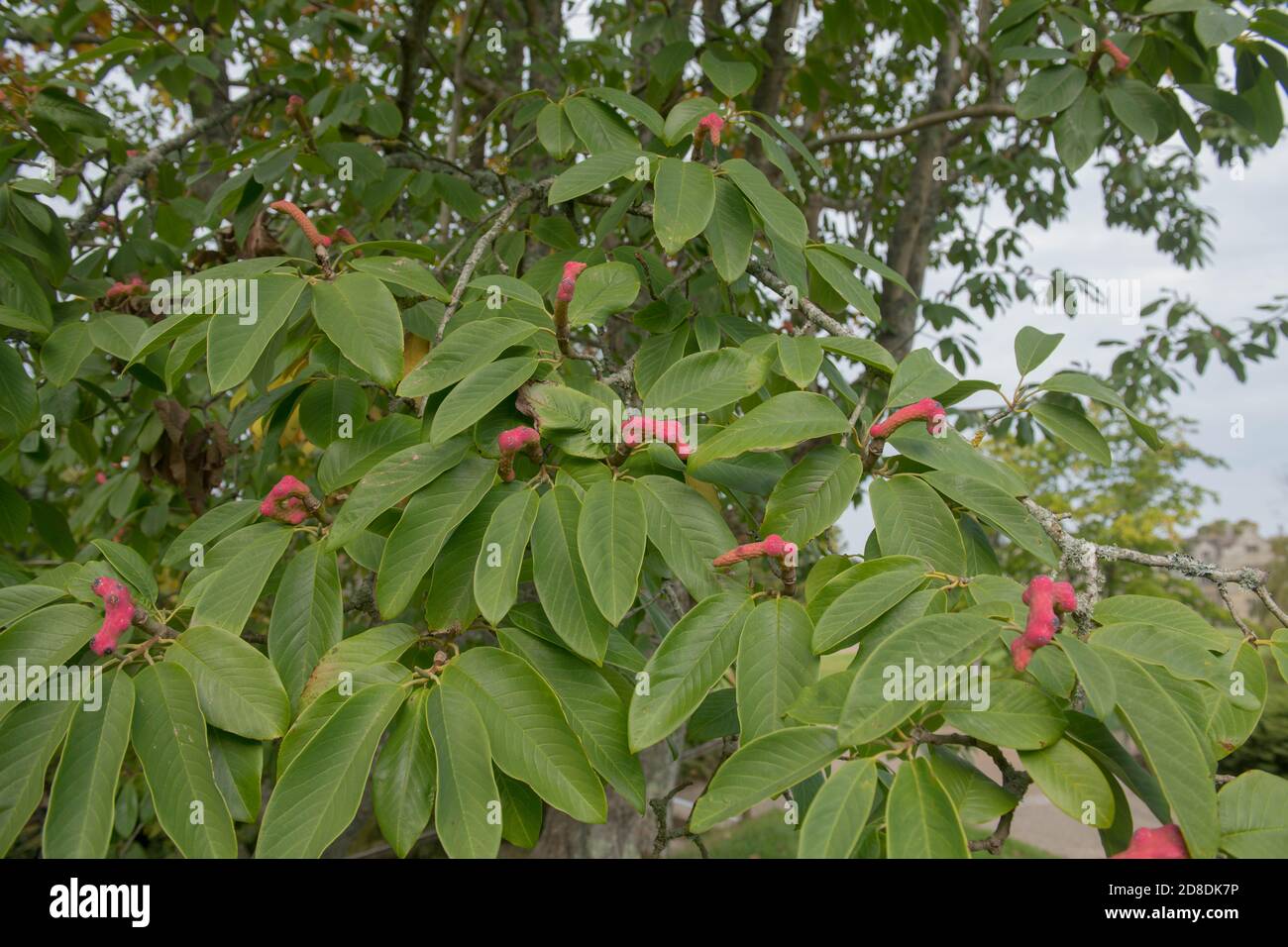 Pink Fruit and Early Autumn Foliage of a Hybrid Campbell's Magnolia Tree (Magnolia Campbell x Campbell var. 'Mollicomata') Growing in a Garden Stock Photo