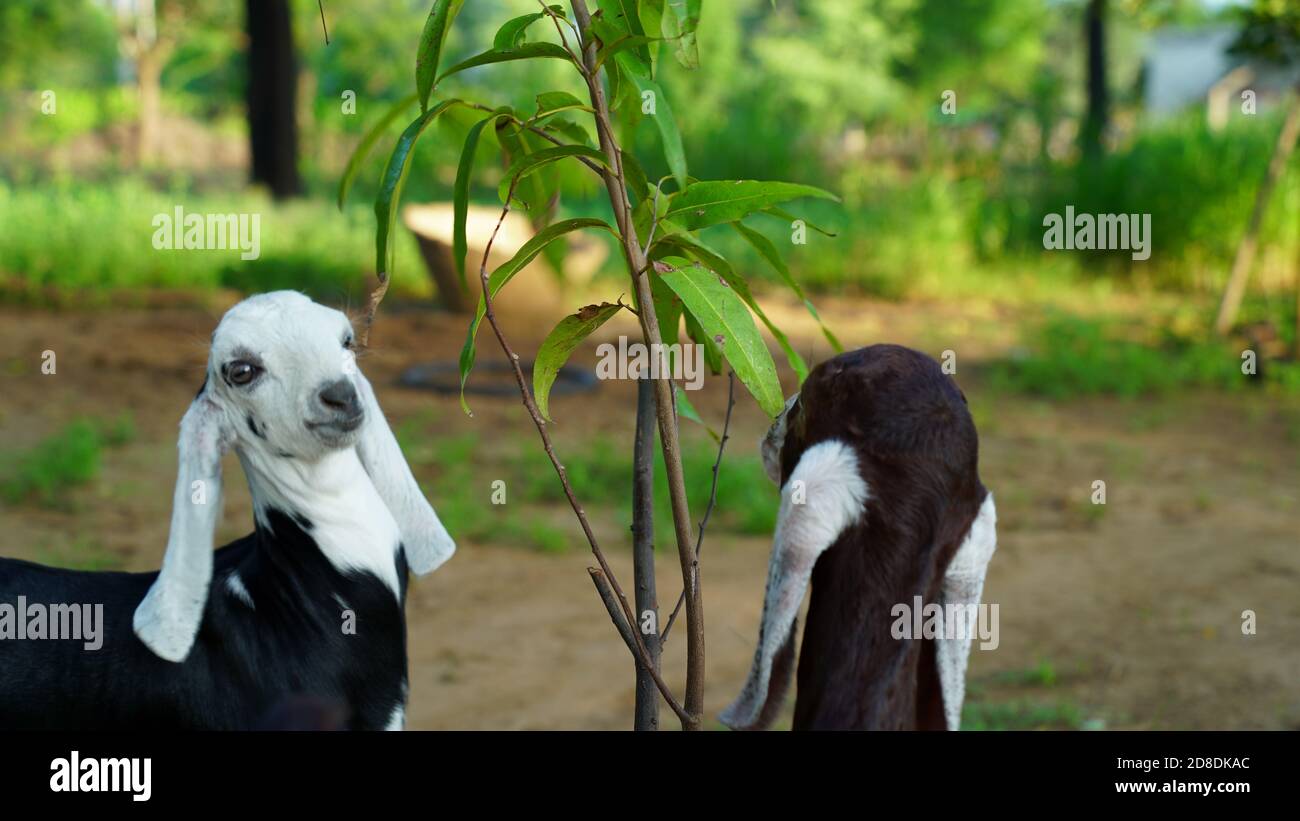 Two goat kids, new born goat kids. Two goat lings eating branches. Stock Photo