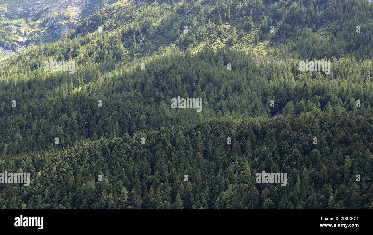 Pine trees in front of mountain hi-res stock photography and images - Alamy