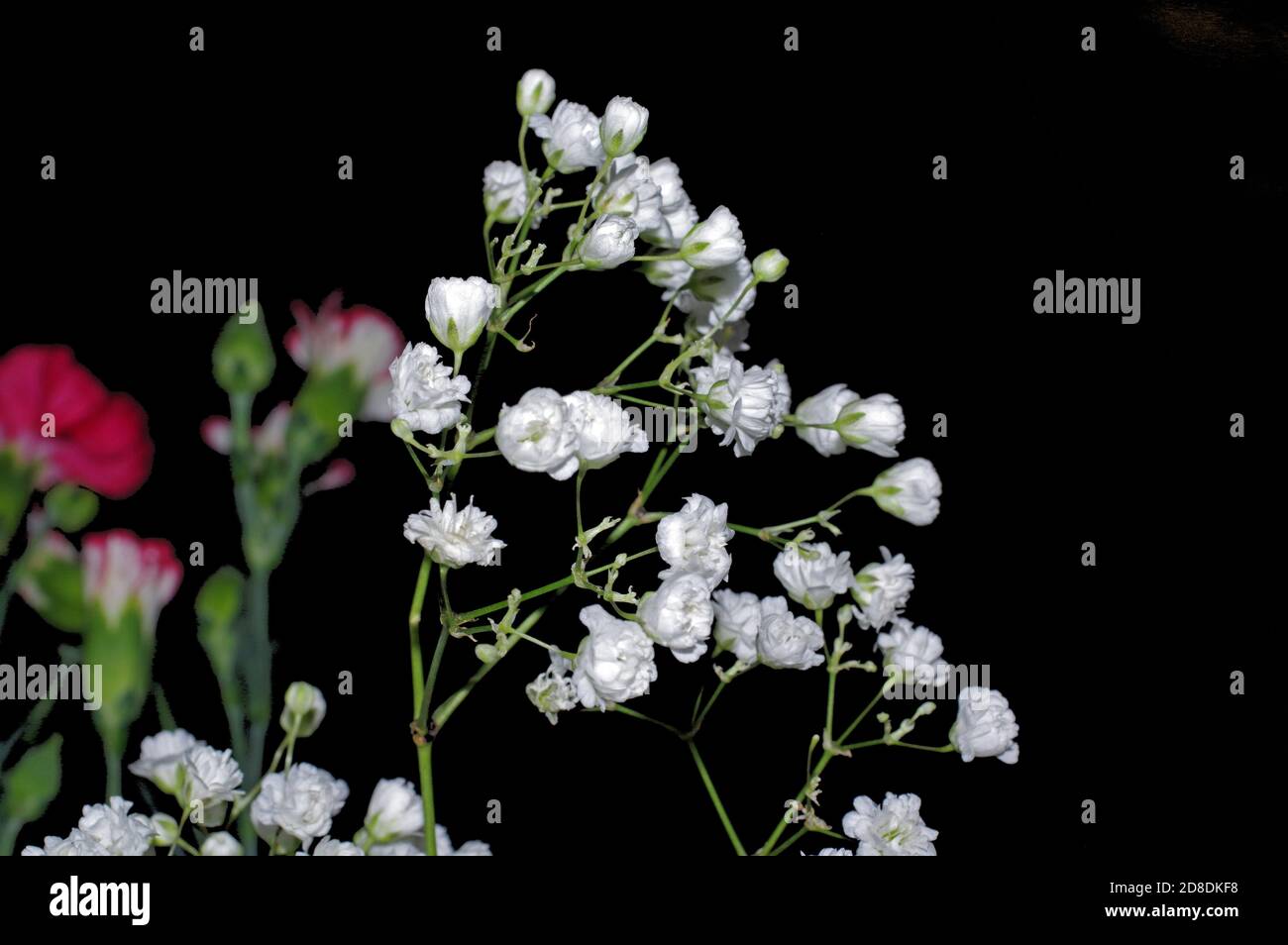 Baby's breath (gypsophila paniculata) closeup Stock Photo Alamy