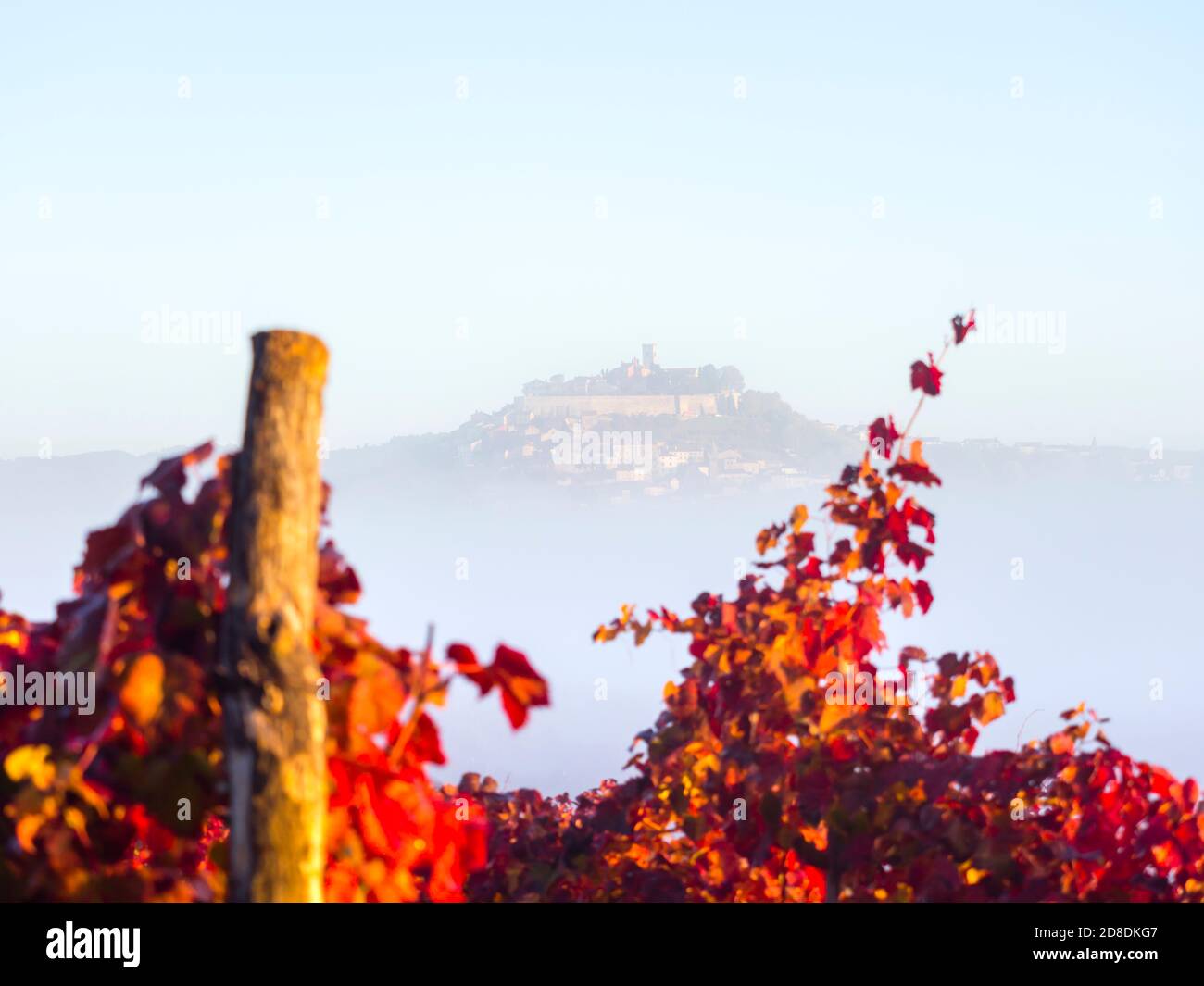 Intensive vivid Red colors Autumnal grapevine vineyard leaves focus on oldtown Motovun in Istria Croatia Europe like floating old town above thick fog Stock Photo
