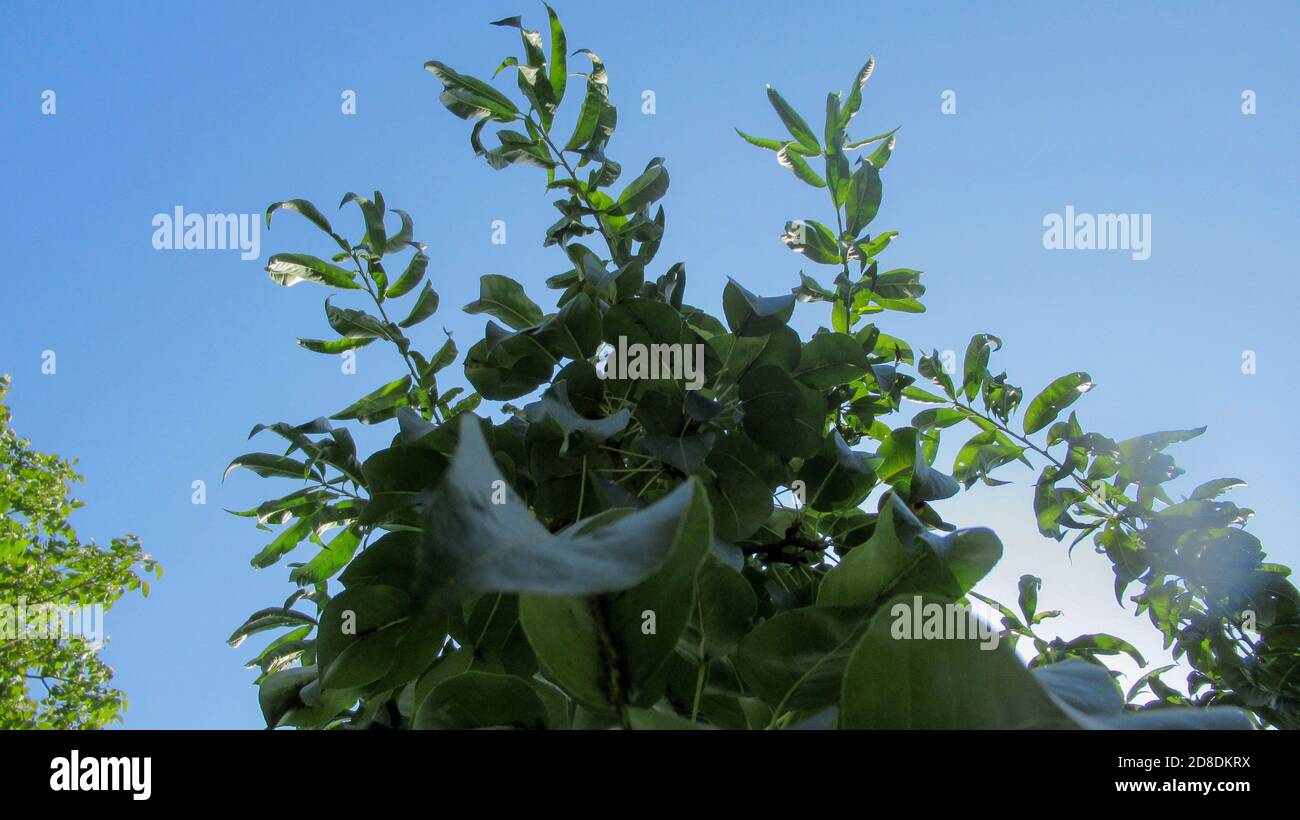 Close-up view of the big tree, from down to the treetop with green ...