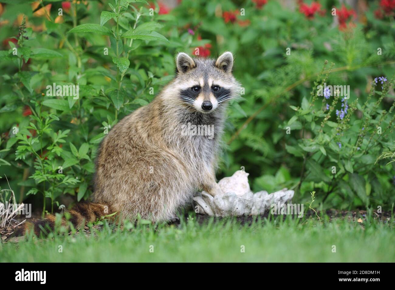 A raccoon sitting and watching in a garden Stock Photo