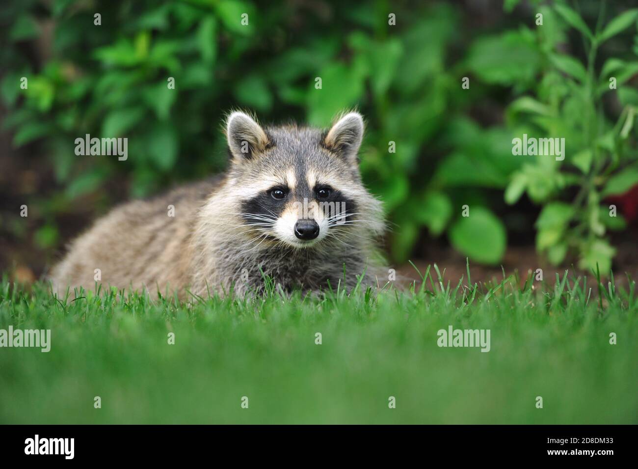 A raccoon sitting in the grass Stock Photo
