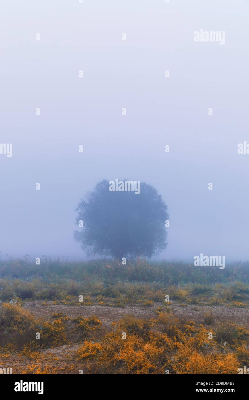 Lonely tree in magical hi-res stock photography and images - Alamy