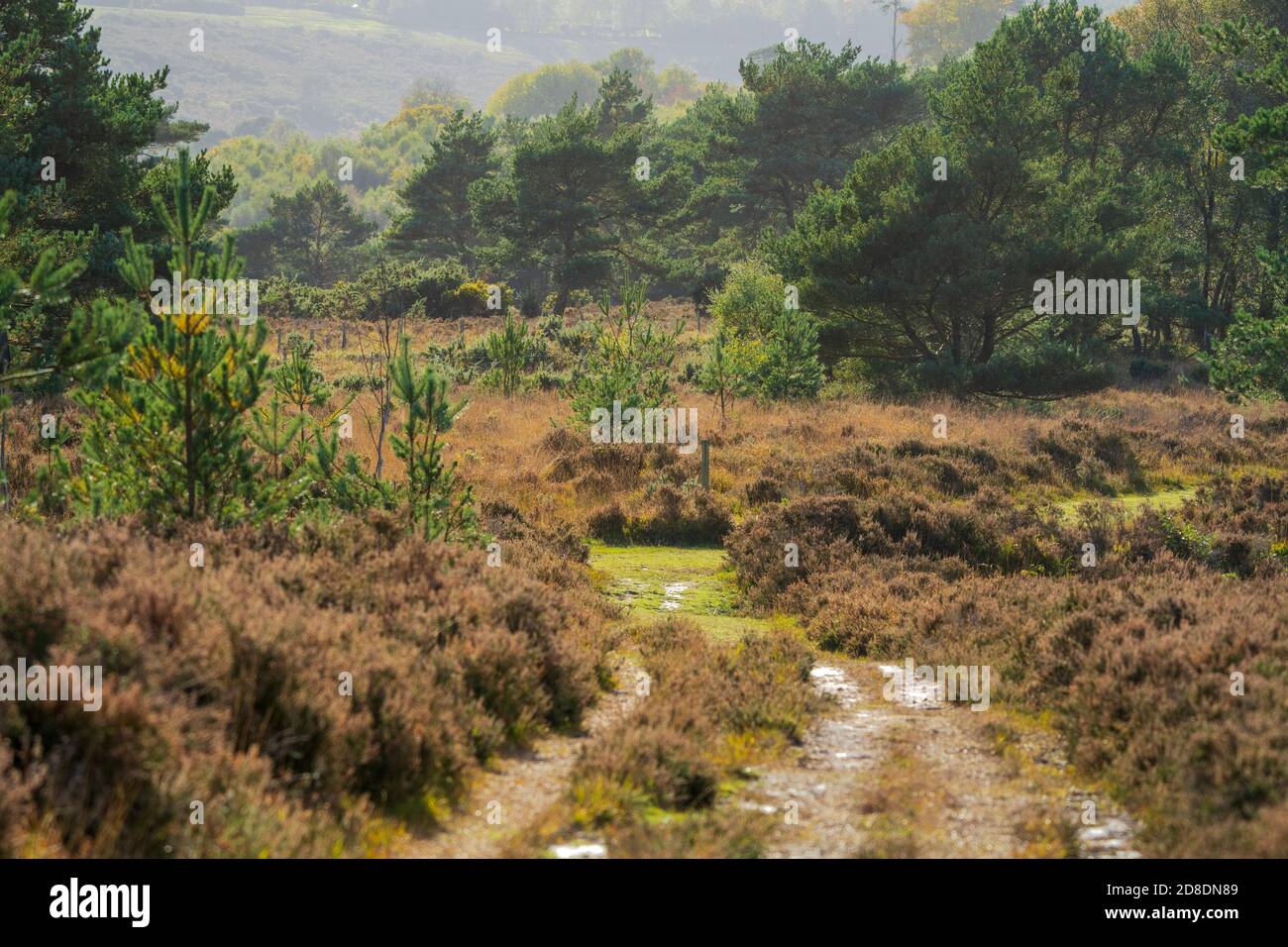 Vibrant autumn colours on Ashdown Forest during autumn. East Sussex England Uk Stock Photo
