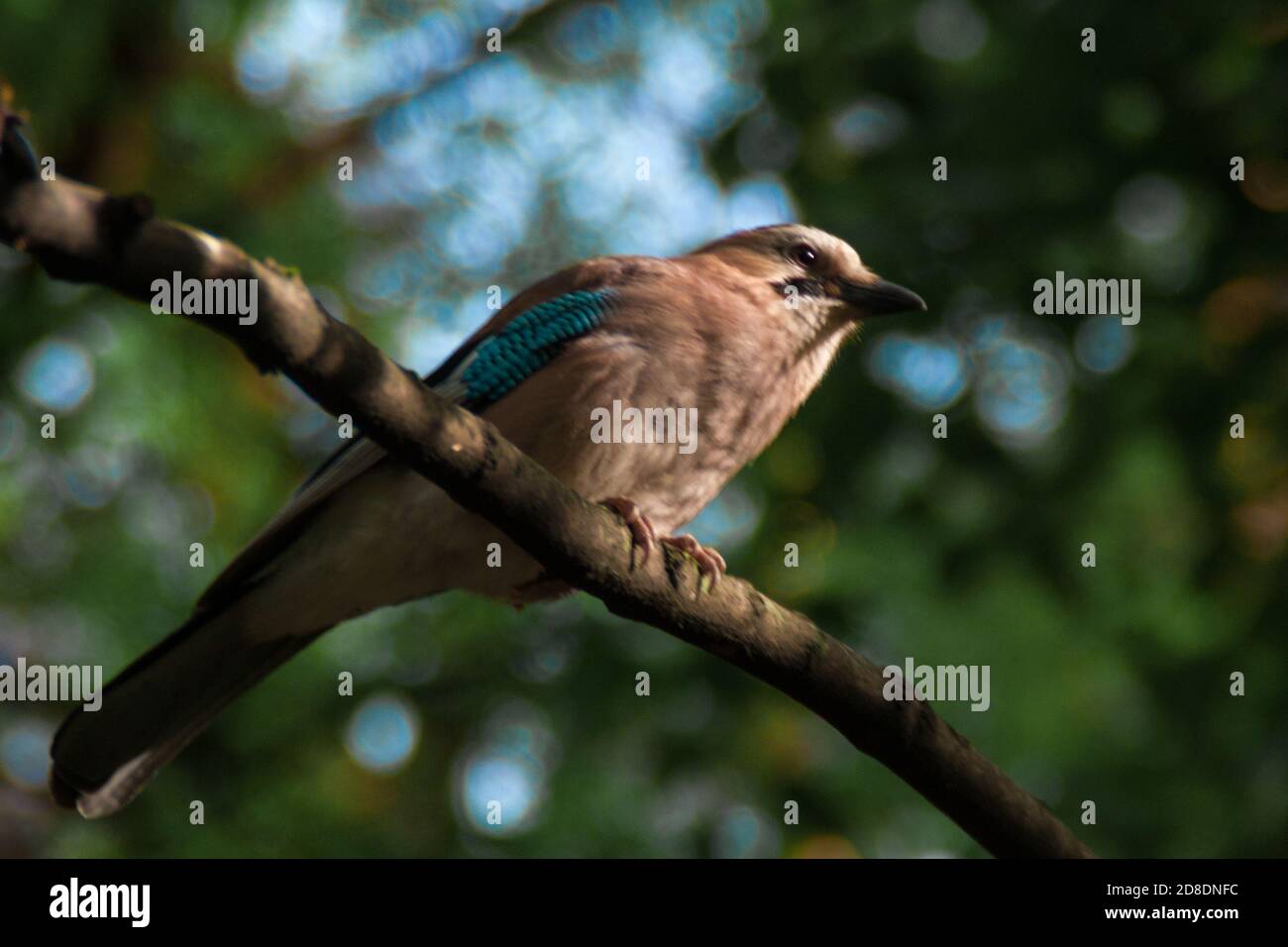 Eurasian jay. Garrulus glandarius. beige brown bird with blue wings sits on a branch against a background of green forest Stock Photo