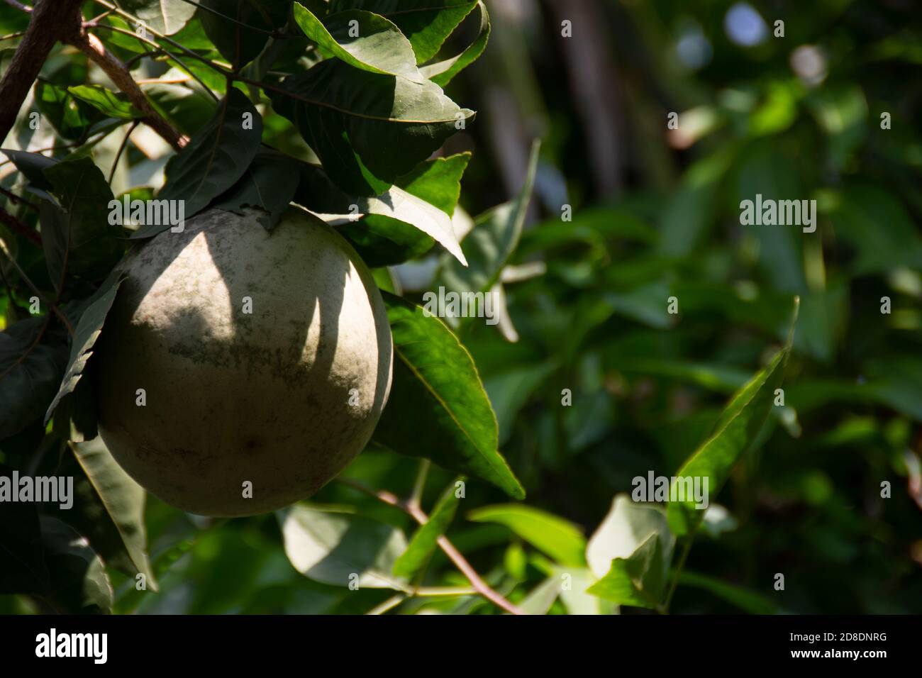 Indian bael also Bengal quince, golden apple, Japanese bitter orange