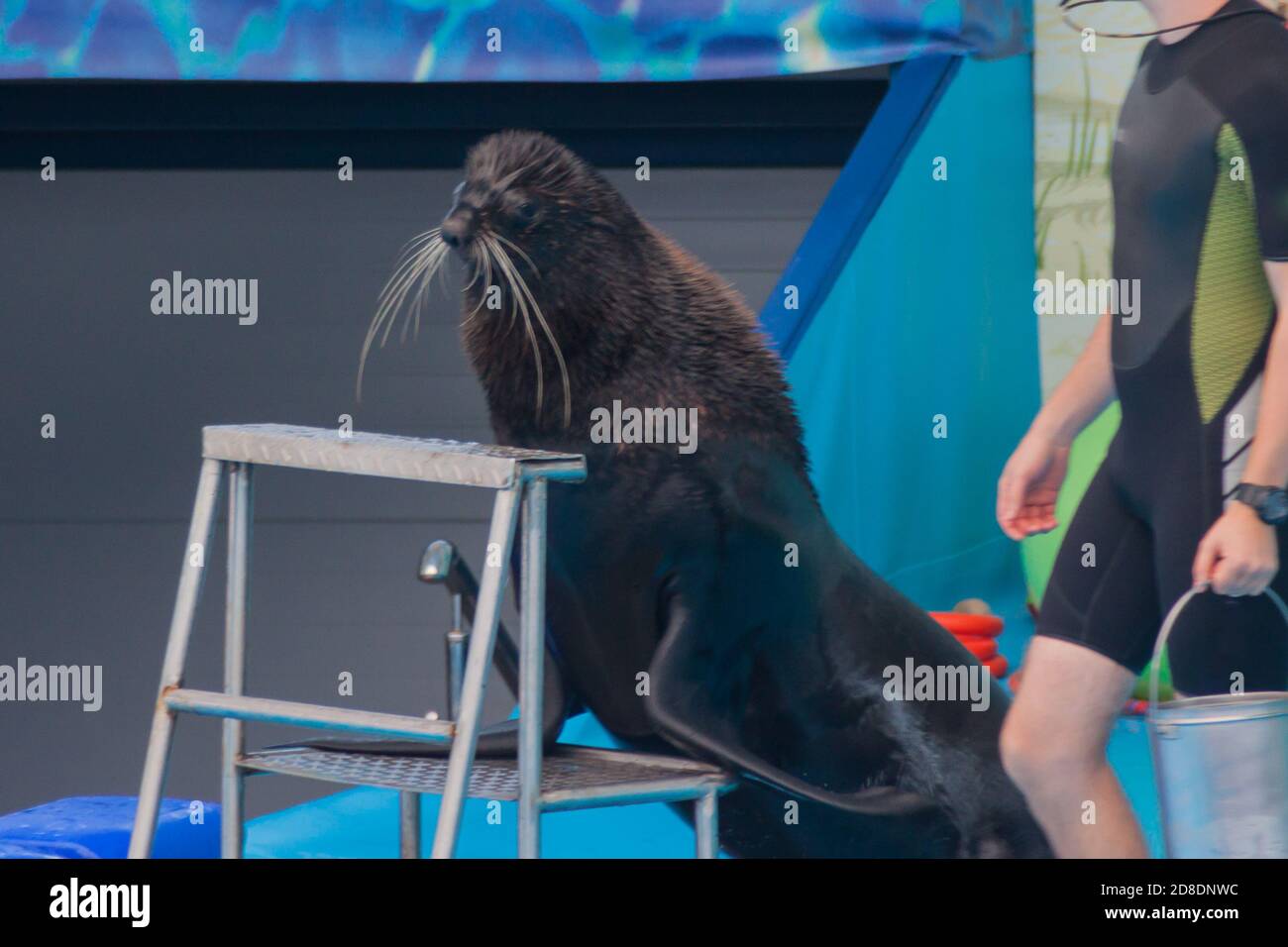 performance of a trained seal in a dolphinarium. a young male trainer