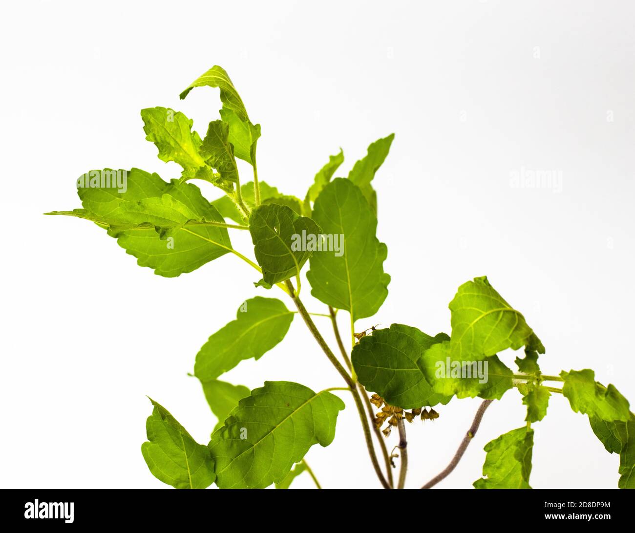 Fresh holy basil branch isolated on white background Stock Photo Alamy