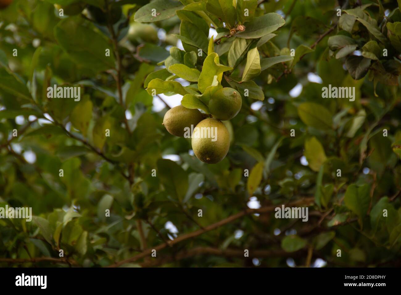 The lemon, Citrus limon, is a species of small evergreen tree in the flowering plant family Rutaceae, native to South Asia, primarily North eastern In Stock Photo