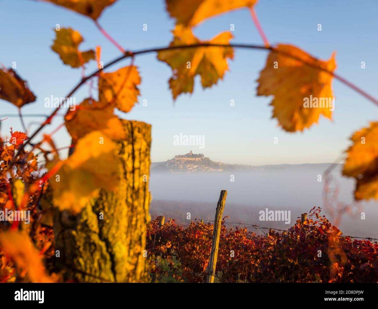 Arch arched framed frame by grapevine branch with leaves and Red Autumnal vineyard leaves focus on oldtown Motovun in Istria Croatia Europe Stock Photo