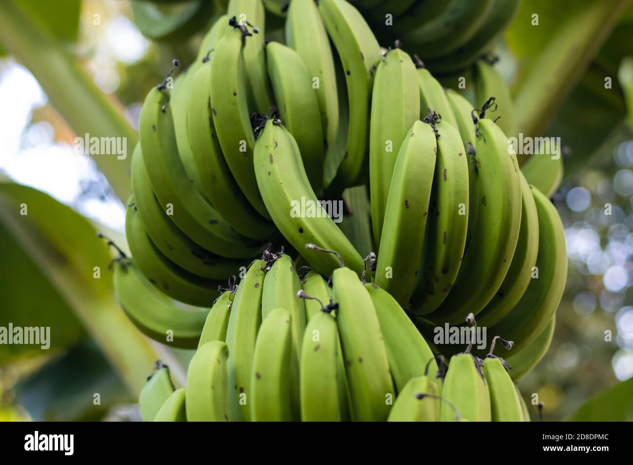 Green banana. Bunch of fresh green bananas on banana farm tree , #AFF, # Bunch, #fresh, #Green, #banana, #farm #ad