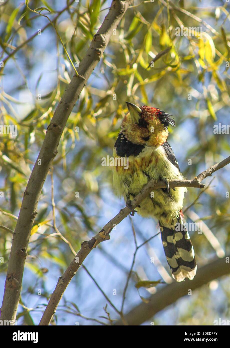 A crested barbet, Trachyphonus Vaillantii, perched on thin branches, looking down at the photographer, photographed in the Golden Gate Highlands Natio Stock Photo