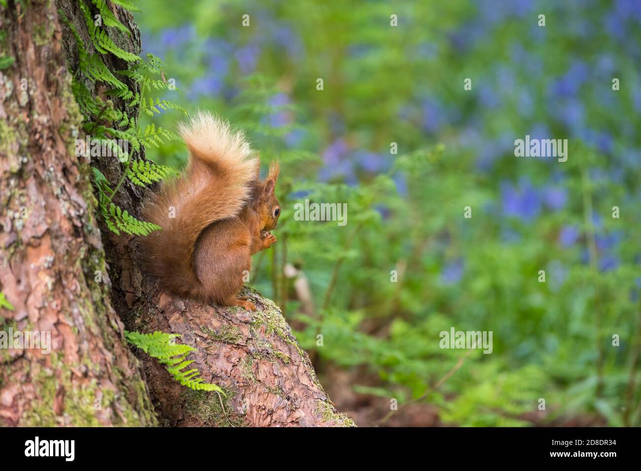 Red Squirrel, Sciurus vulgaris, at the base of a Scots Pine tree in bluebell woodland, Dumfries & Galloway, Scotland Stock Photo