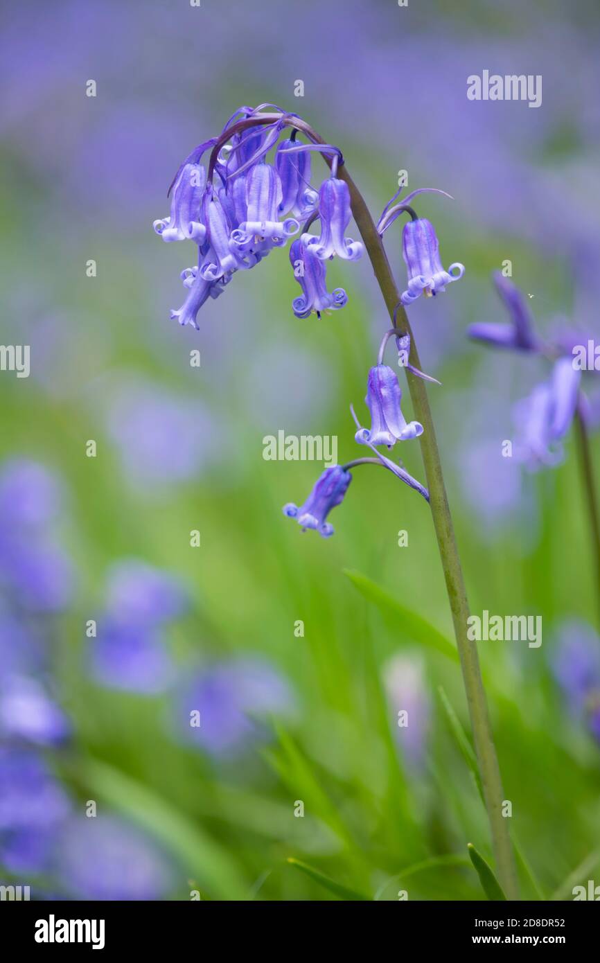 Bluebell, Hyacinthoides non-scripta, in woodland, Dumfries & Galloway, Scotland Stock Photo